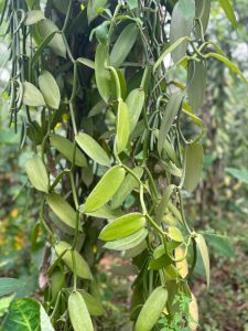 whatsapp image 2026 01 08 at 11.43.03 am(2)