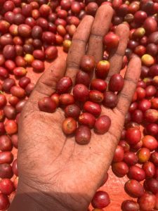 whatsapp image 2026 01 08 at 11.43.05 am