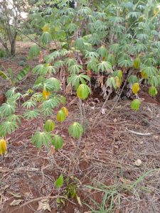 whatsapp image 2026 01 11 at 1.42.56 am