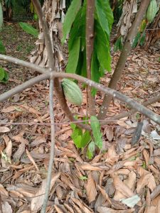 whatsapp image 2026 01 11 at 1.43.53 am