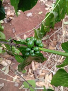 whatsapp image 2026 01 11 at 1.44.01 am