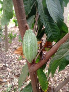 whatsapp image 2026 01 11 at 1.44.13 am